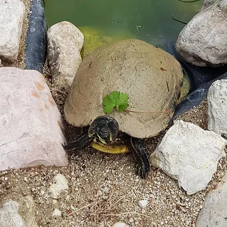 Scappo In Umbria, Elena Терни