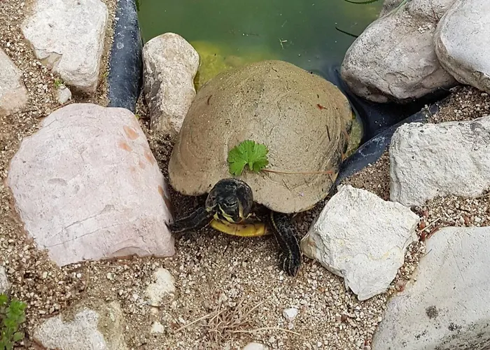 Scappo In Umbria, Elena Terni